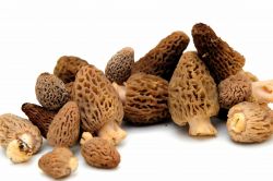 Wild Blonde Morel Mushrooms / lb